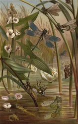 Eierleggende Slankjuffer